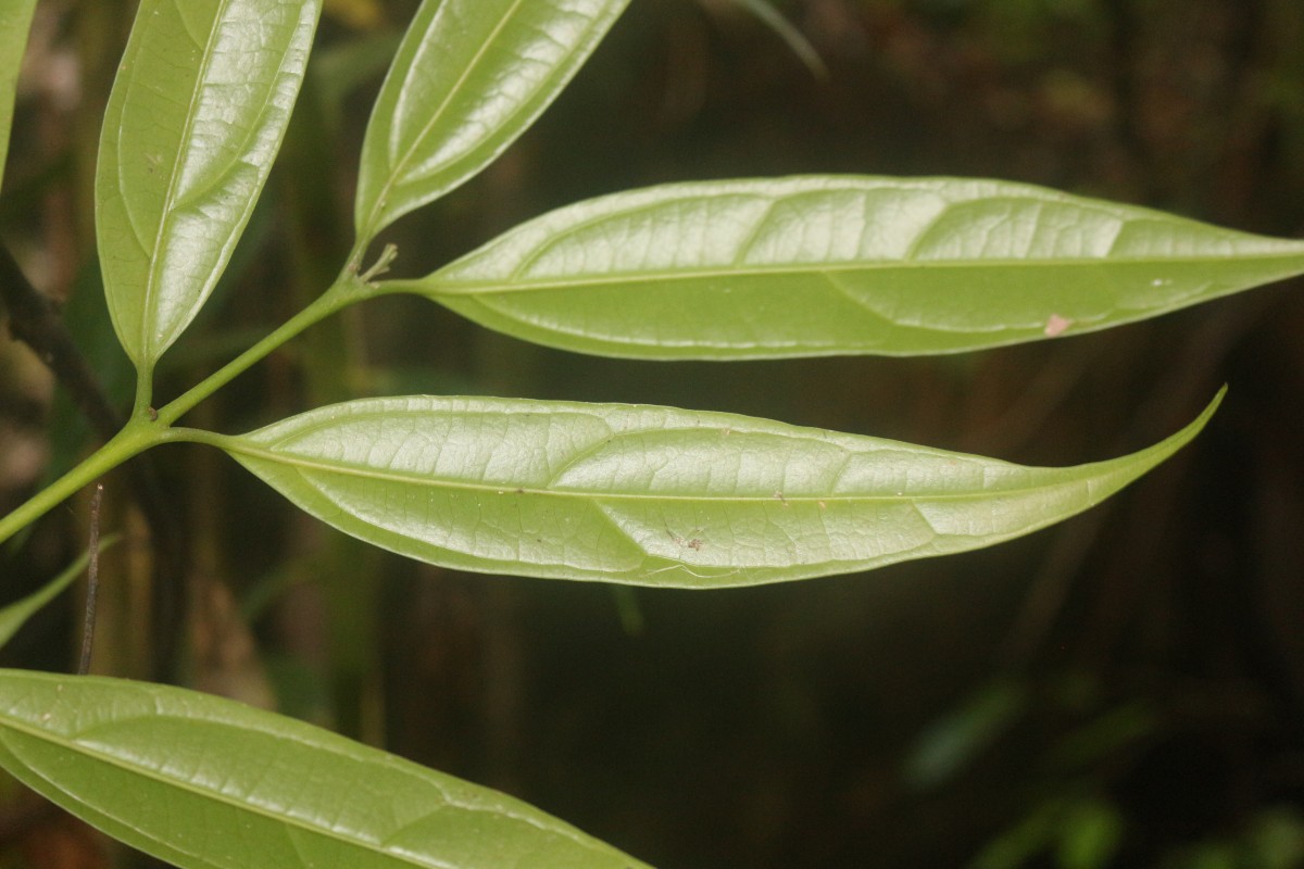 Hortonia angustifolia (Thwaites) Trimen